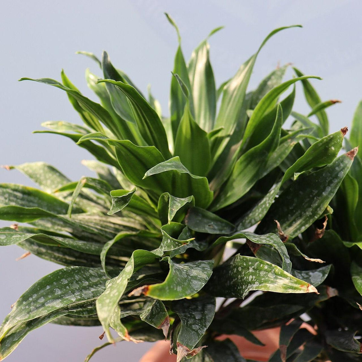 Dracaena fragrans 'Compacta' ~ Compact Dracaena