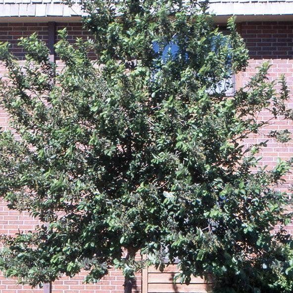 Prunus virginiana 'Canada Red' ~ Canada Red Chokecherry