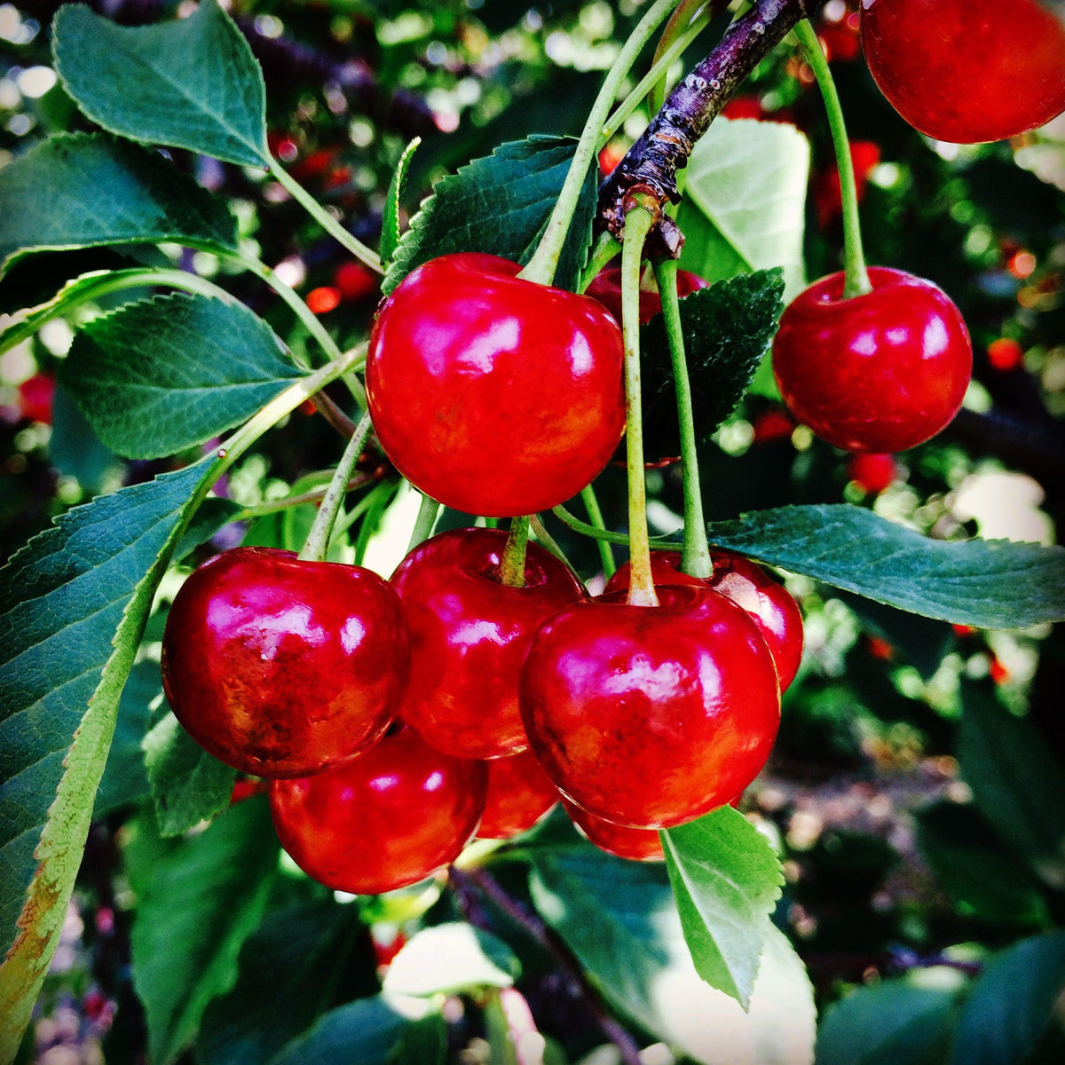 Prunus cerasus 'Montmorency' ~ Montmorency Cherry Tree