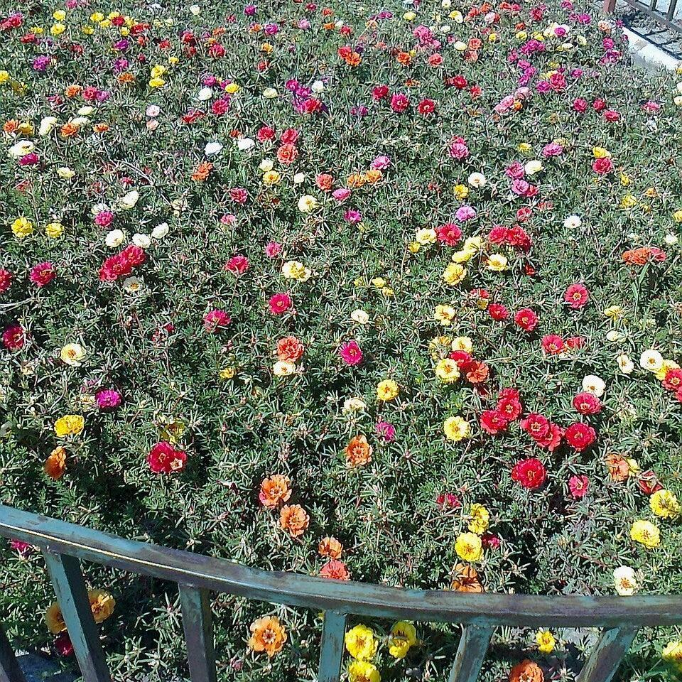 Portulaca grandiflora ~ Moss Rose
