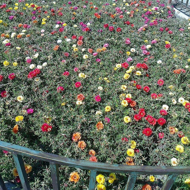Portulaca grandiflora ~ Moss Rose
