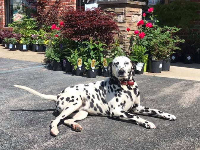 Dalmatian dog sitting on a paved area with potted plants in the background.