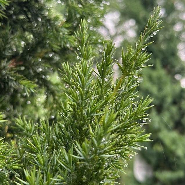 Juniperus x 'J.N Select Blue' ~ Star Power® Juniper