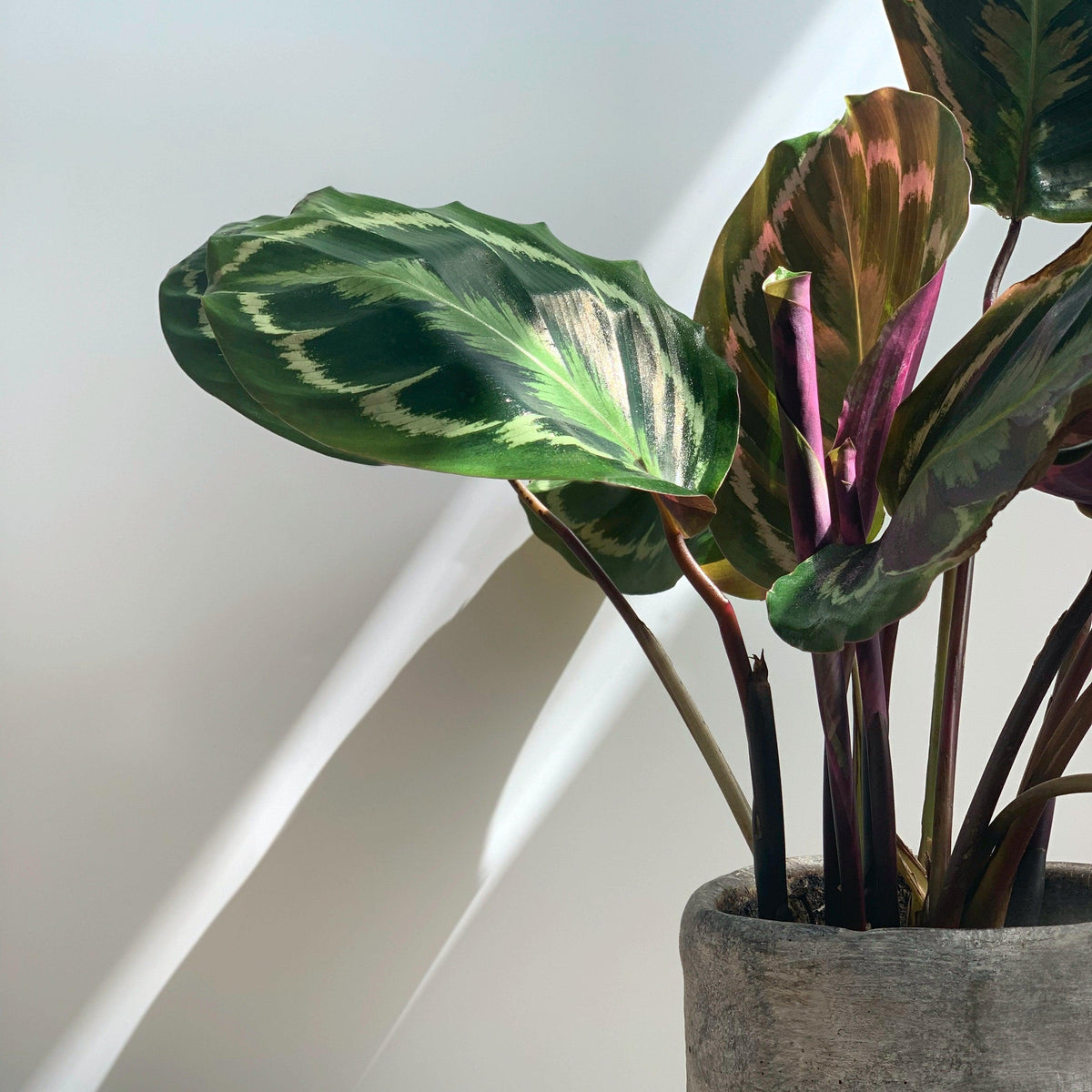 Calathea roseopicta 'Medallion' ~ Medallion Painted Prayer Plant