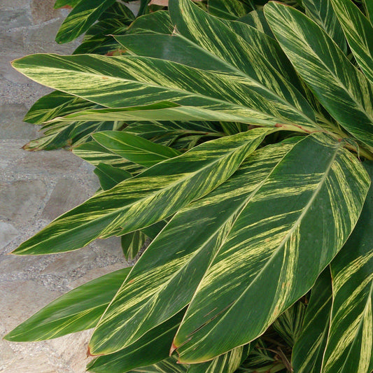 Alpinia zerumbet 'Variegata' ~ Variegated Ginger