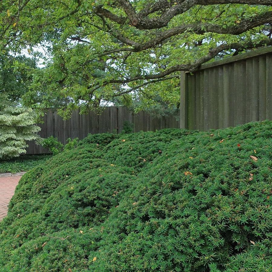 Taxus x media 'Wardii' ~ Ward's Yew