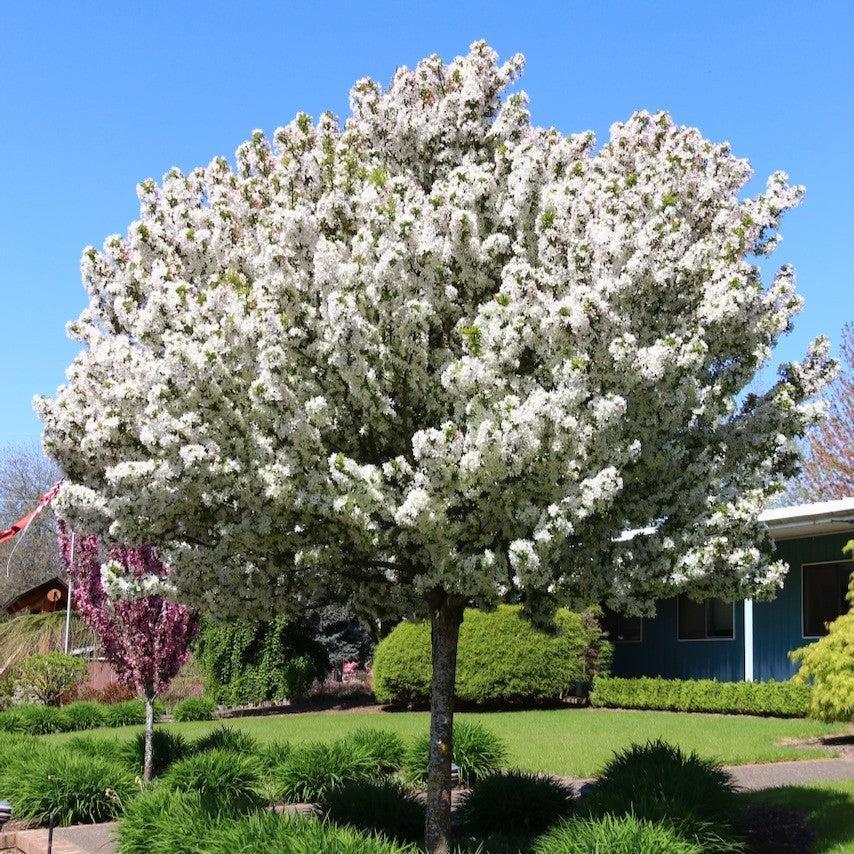 Malus 'JFS-KW207' ~ Sparkling Sprite® Crabapple