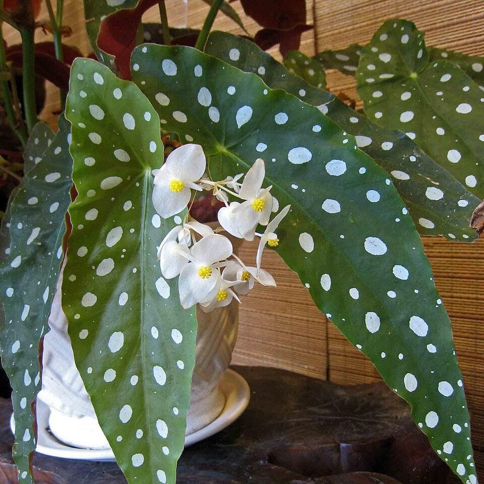 Begonia maculata ~ Polka Dot Begonia