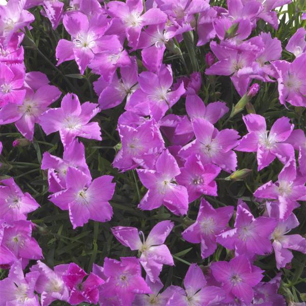 Dianthus x 'Vida' ~ Beauties® Kahori Dianthus