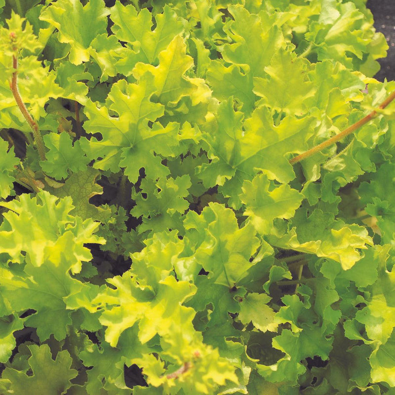 Heuchera ‘Lime Marmalade’ ~ Lime Marmalade Heuchera