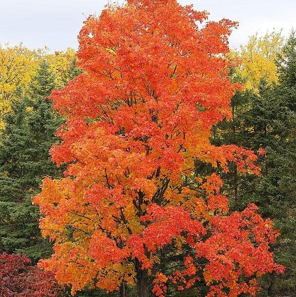 Acer saccharum 'Bailsta' ~ Fall Fiesta® Sugar Maple