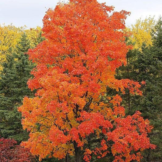 Acer saccharum 'Bailsta' ~ Fall Fiesta® Sugar Maple