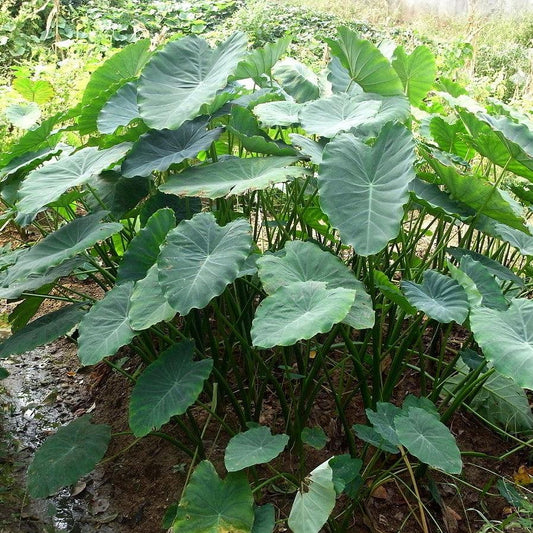 Colocasia esculenta ~ Elephant Ear