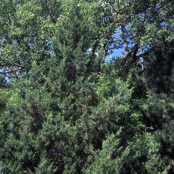 Juniperus chinensis 'Keteleeri' ~ Keteleeri Juniper