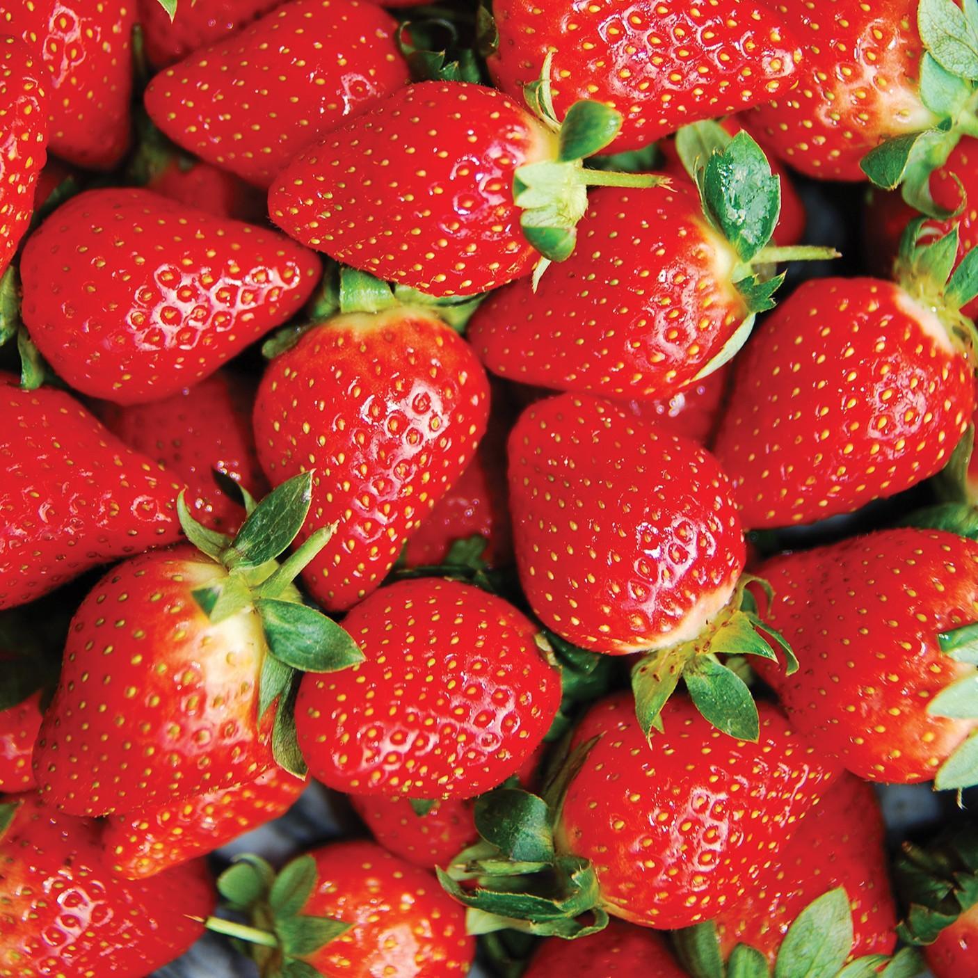 Fragaria x ananassa ‘Honeoye' ~ Honeoye Strawberry