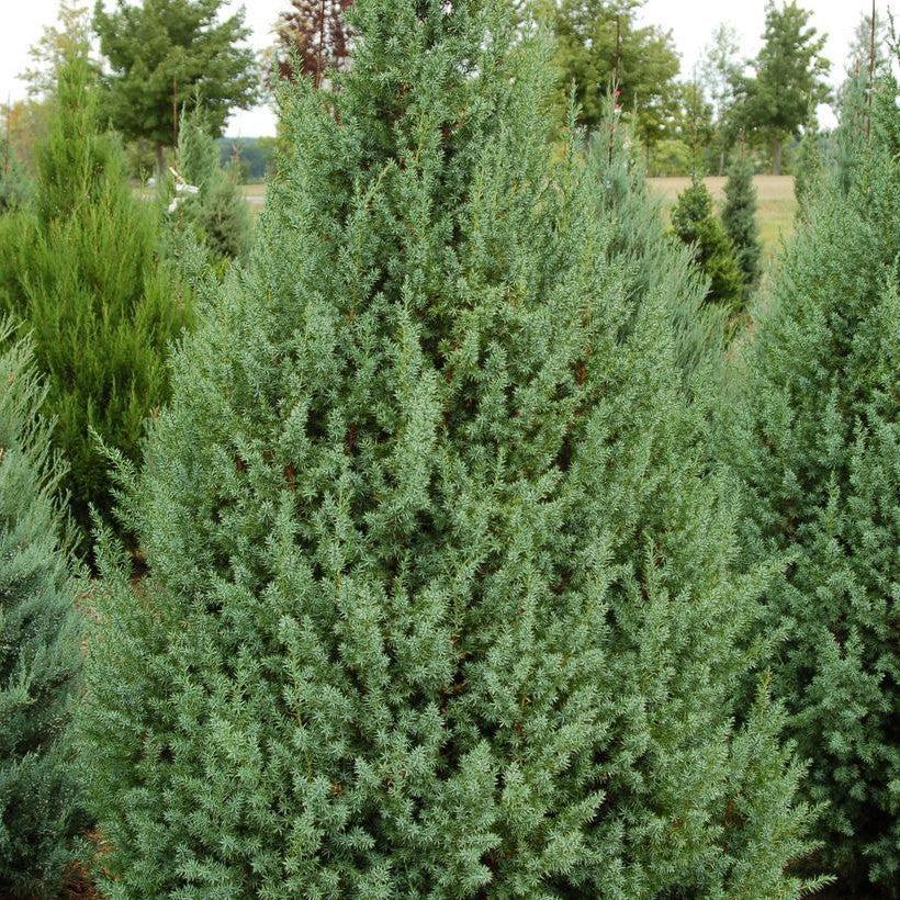 Juniperus x 'J.N Select Blue' ~ Star Power® Juniper