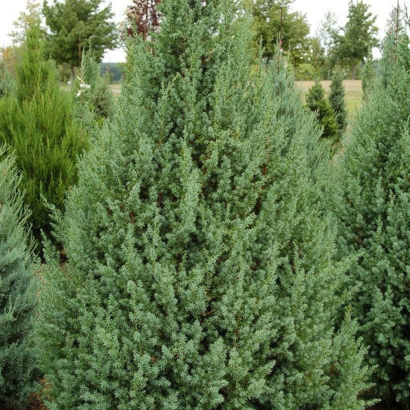 Juniperus x 'J.N Select Blue' ~ Star Power® Juniper