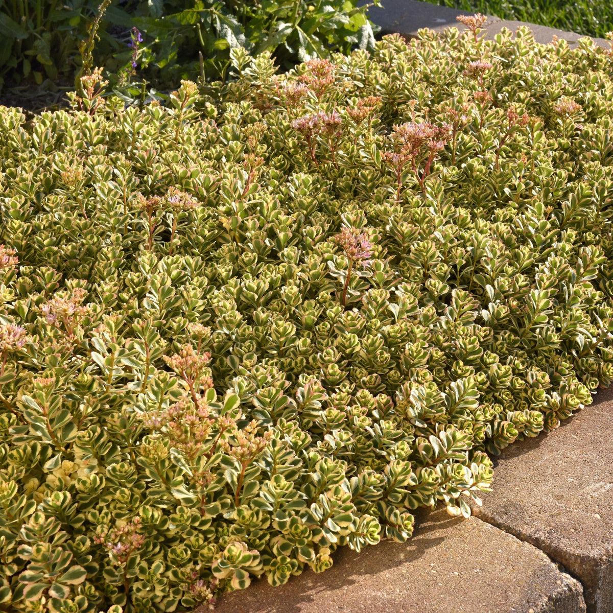 Sedum spurium 'Spiraling Doozie' ~ Spiraling Doozie Stonecrop