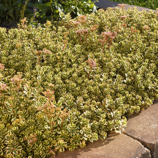 Sedum spurium 'Spiraling Doozie' ~ Spiraling Doozie Stonecrop