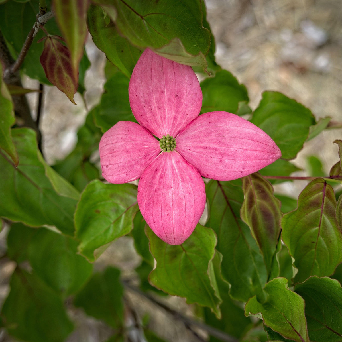 Cornus kousa 'Rutpink' ~ Scarlet Fire® Dogwood – Schneider Nursery