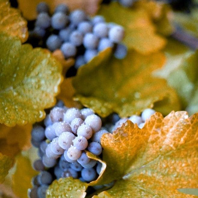 Vitis 'Concord' ~ Concord Seedless Grapes