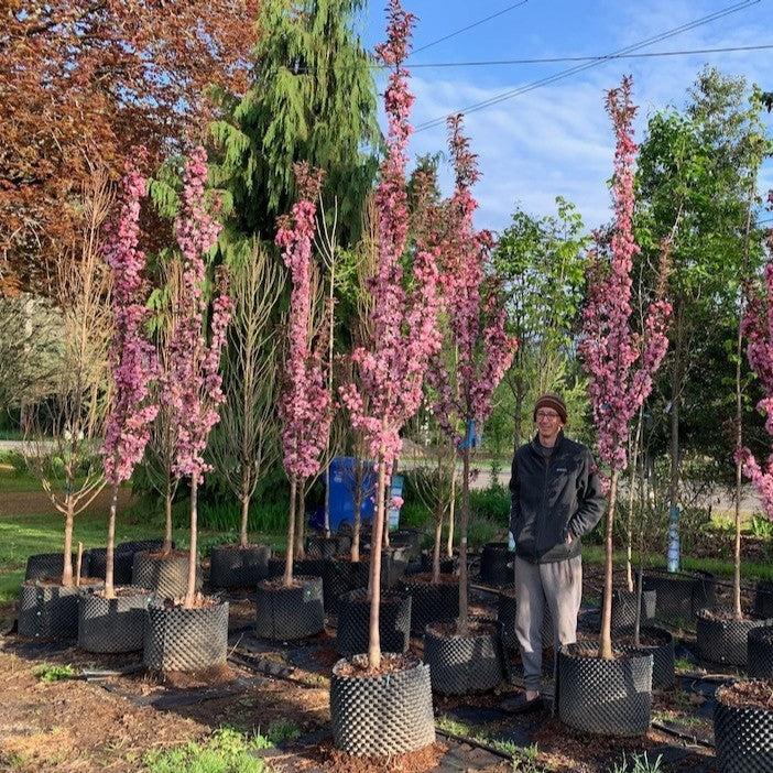 Malus 'JFS KW213MX' ~ Raspberry Spear® Crabapple