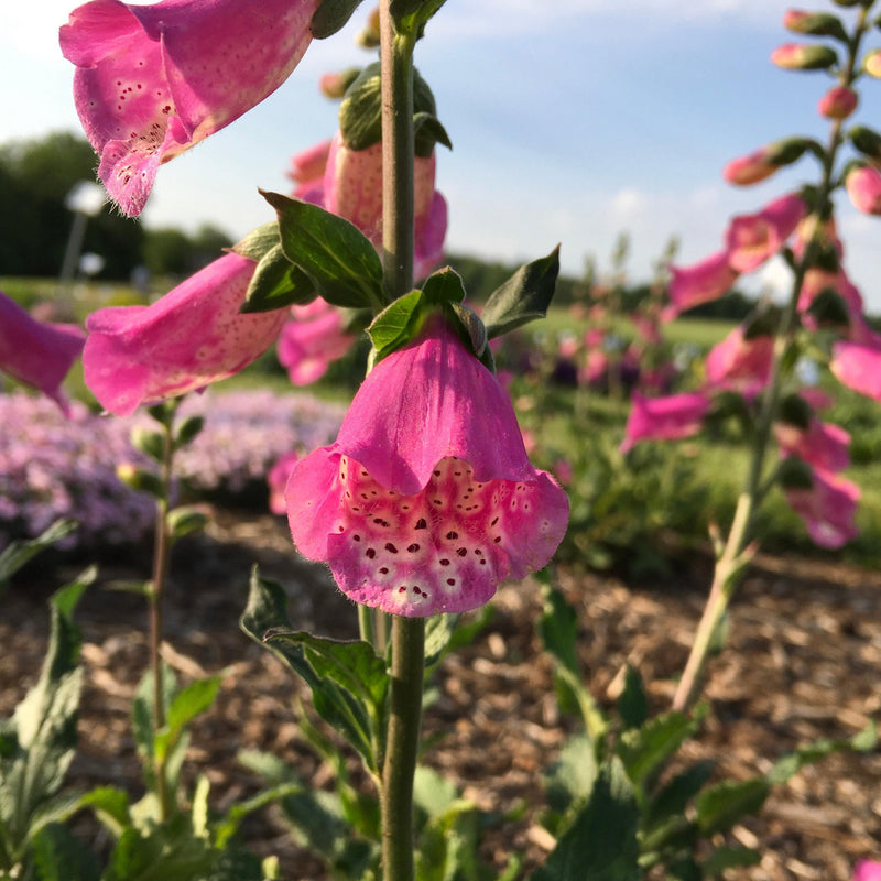 Digitalis x 'Pink Panther' ~ Pink Panther Foxglove