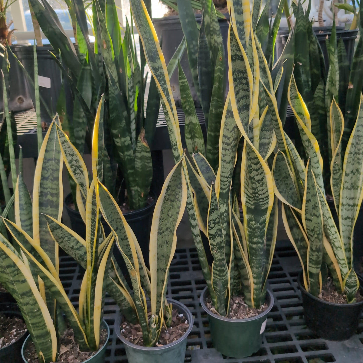 Sansevieria laurentii ~ Snake Plant Laurentii