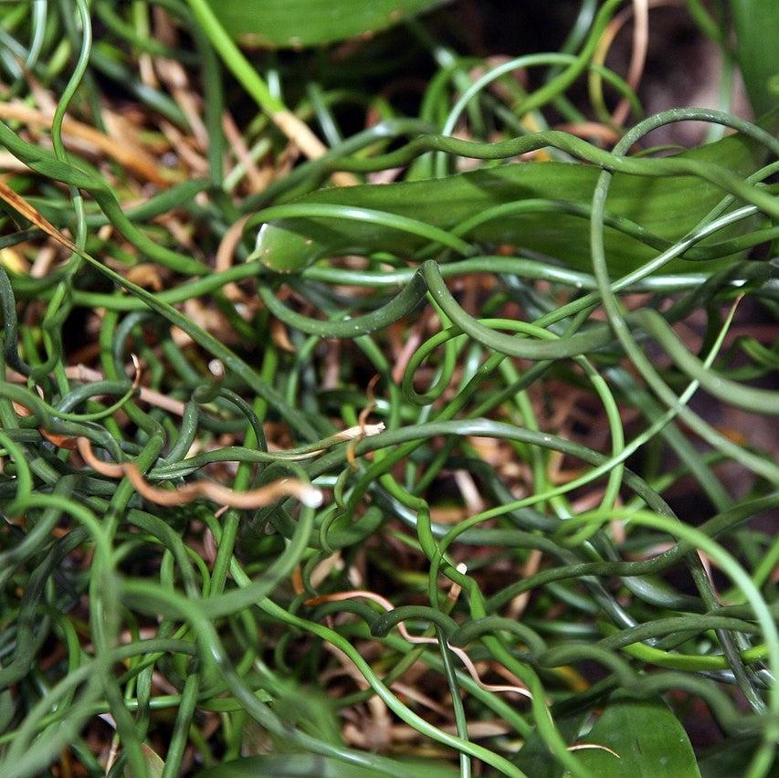 Juncus effusus 'Curly Wurly' ~ Curly Wurly Corkscrew Rush