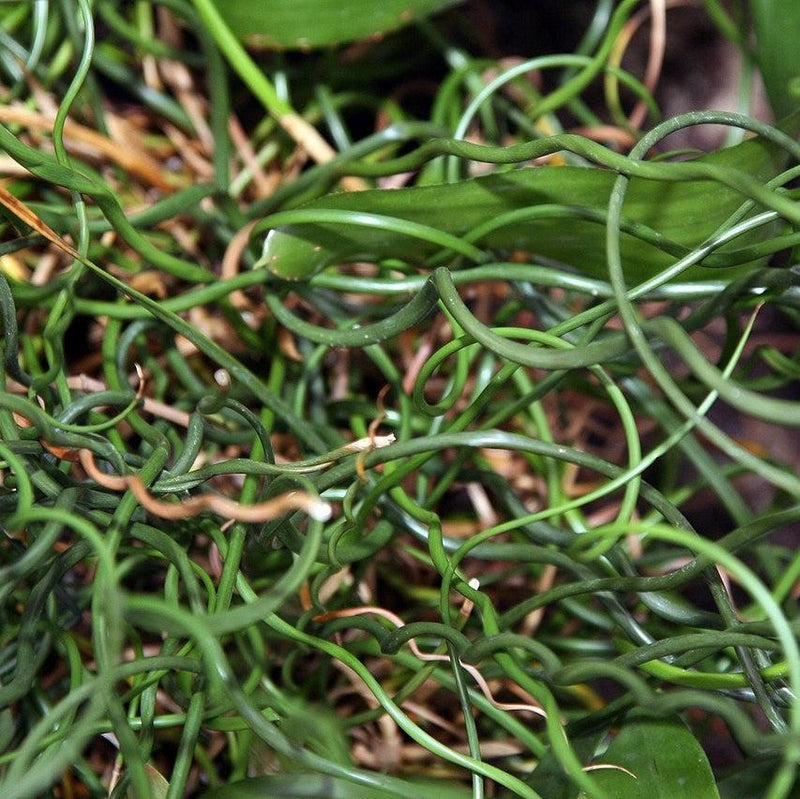 Juncus effusus 'Curly Wurly' ~ Curly Wurly Corkscrew Rush