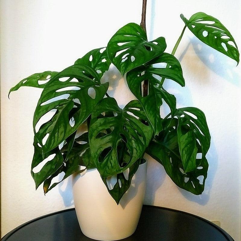 Monstera adansonii ~ Adanson's Swiss-Cheese Plant