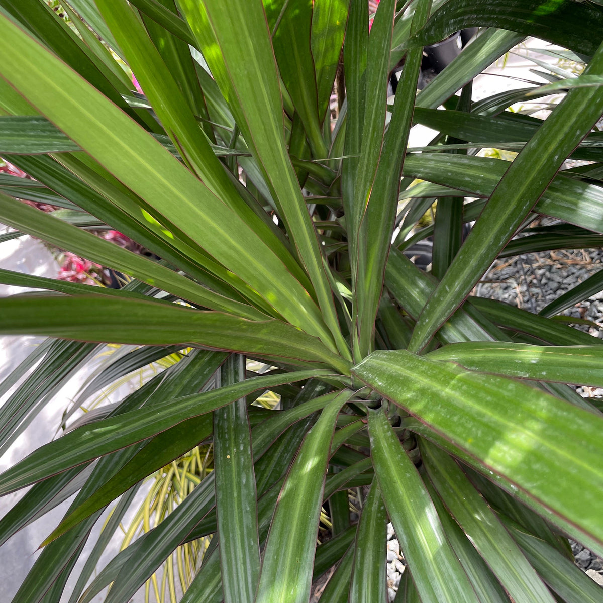 Dracaena marginata 'Tarzan' ~ Tarzan Dragon Tree