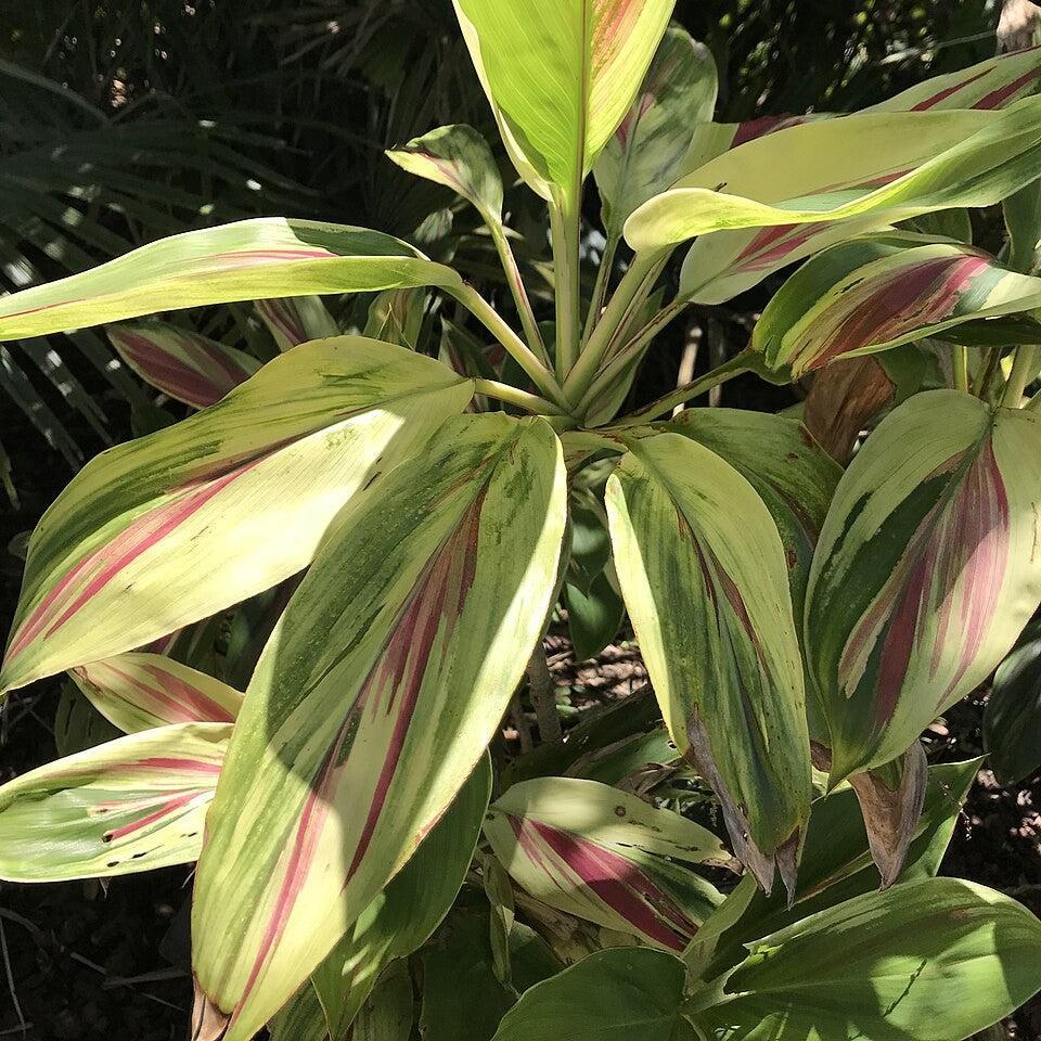 Cordyline fruticosa 'Exotica' ~ Exotica Ti Plant