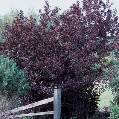 Prunus virginiana 'Canada Red' ~ Canada Red Chokecherry