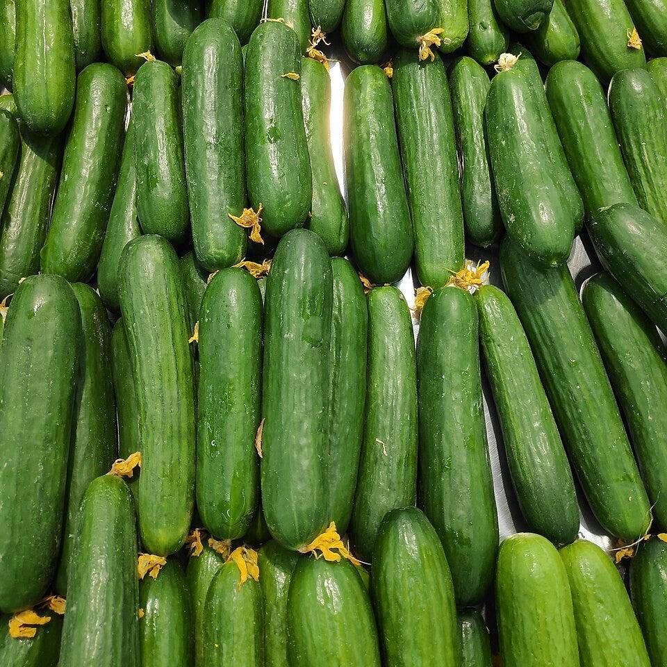 Cucumis sativus ~ Cucumber