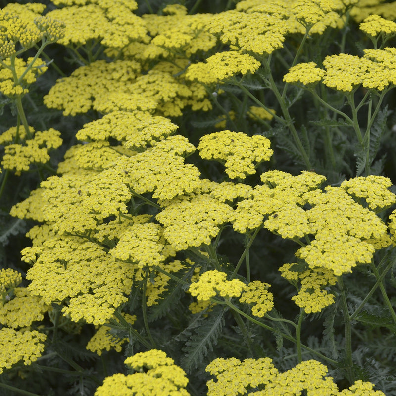 Achillea 'Sassy Summer Lemon' ~ Sassy Summer Lemon Yarrow