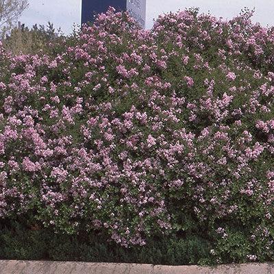 Syringa meyeri 'Palibin' ~ Dwarf Korean Lilac