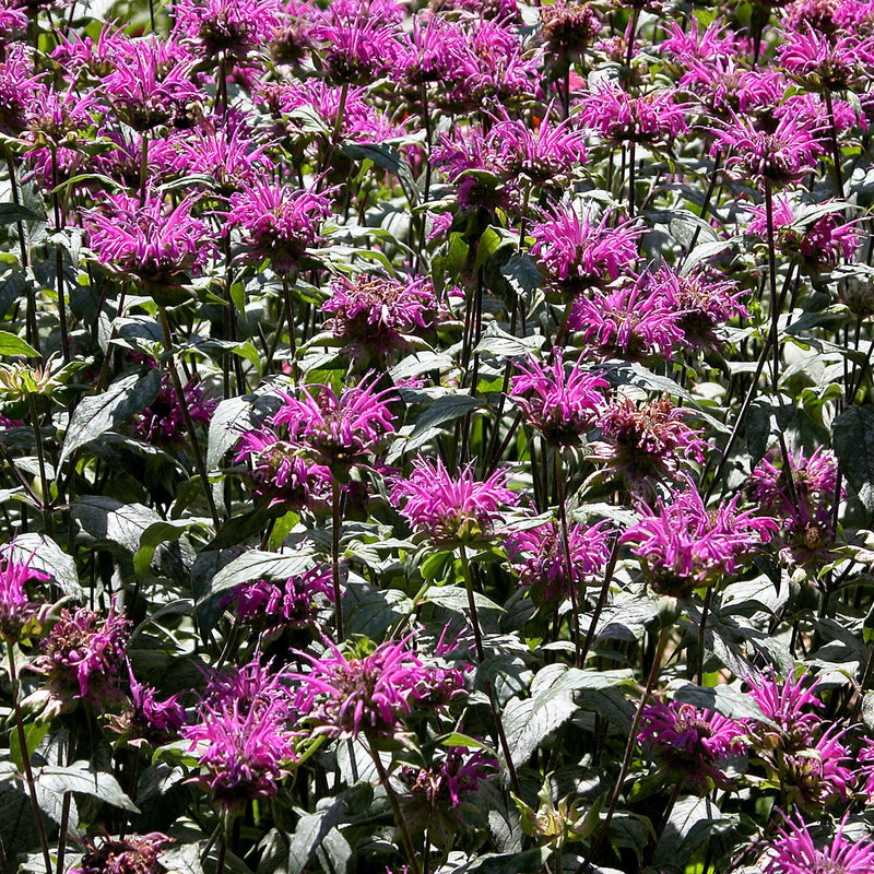 Monarda 'Rockin Raspberry' PP28752 ~ Sugar Buzz® Rockin Raspberry Bee Balm