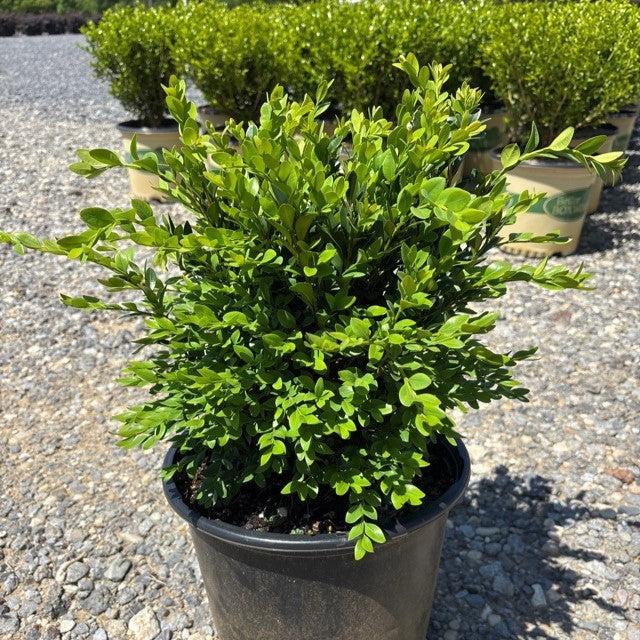 Buxus 'Green Velvet' ~ Green Velvet Boxwood