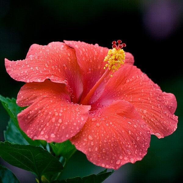 Hibiscus rosa-sinensis 'President' ~ President Standard