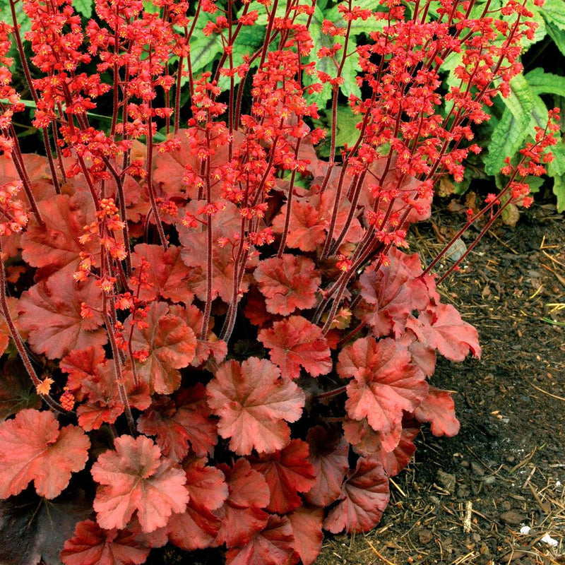 Heuchera 'Cherry Cola' ~ Cherry Cola Coral Bells