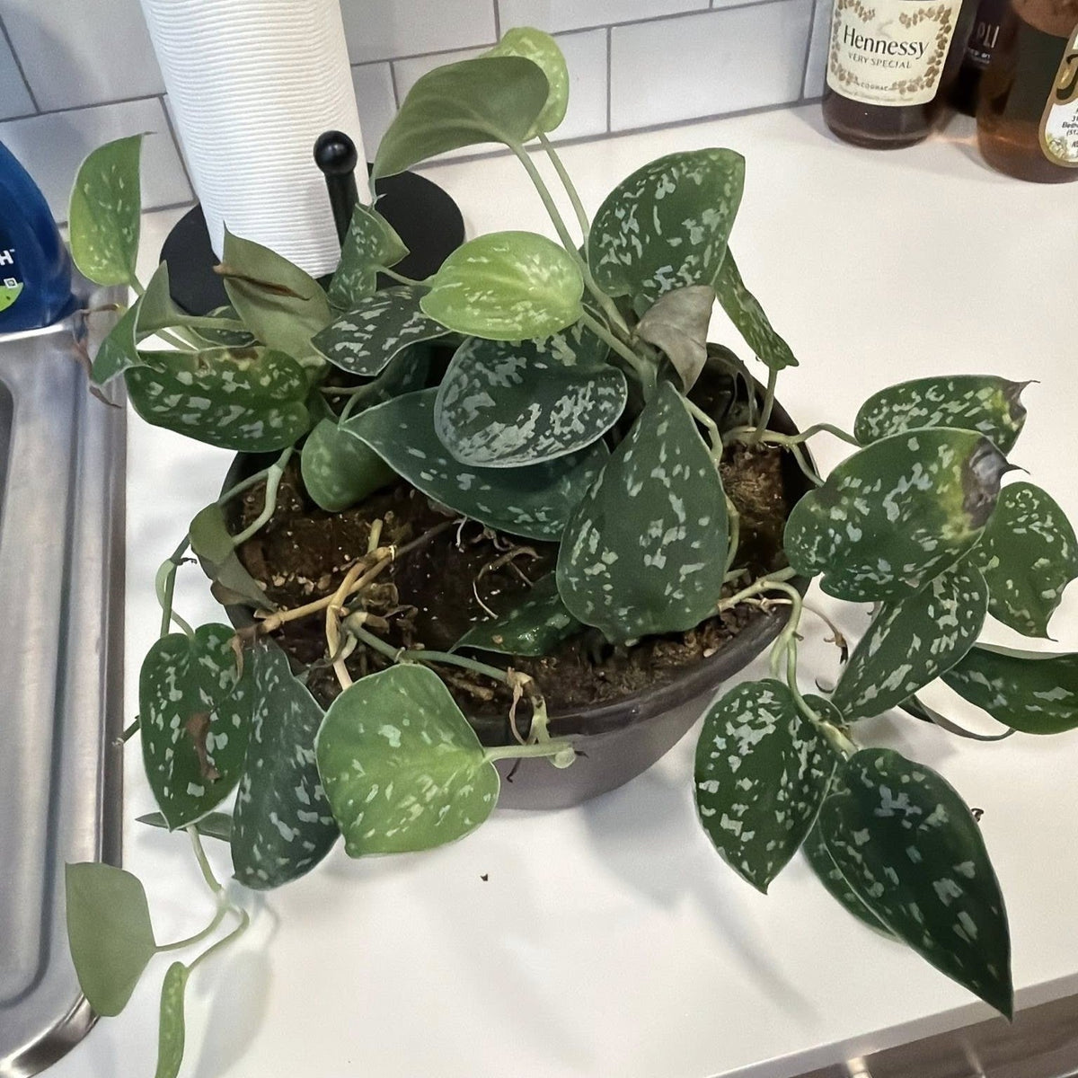Scindapsus Pictus 'Silver Satin' ~ Silver Satin Pothos