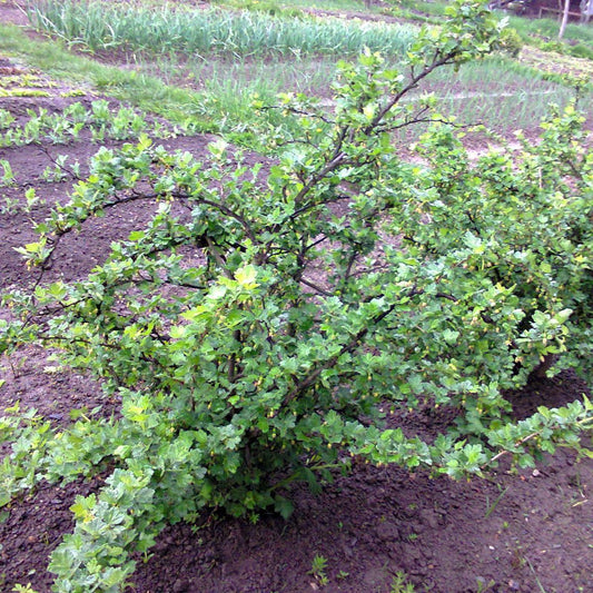 Ribes uva-crispa ~ Gooseberry