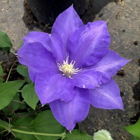 Clematis 'H.F. Young' ~ H.F. Young Clematis