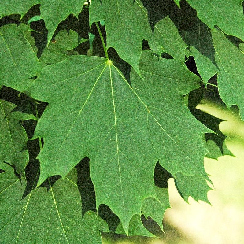 Acer platanoides 'Emerald Queen' ~ Emerald Queen™ Norway Maple