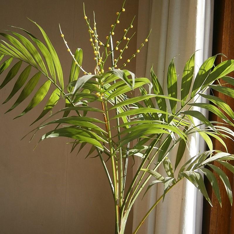 Chamaedorea elegans ~ Parlor Palm, Miniature Palm