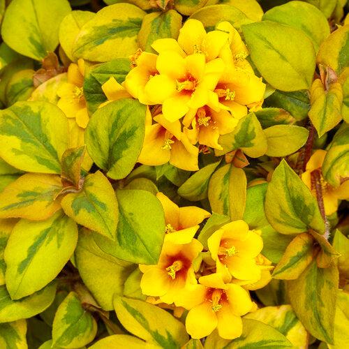 Lysimachia congestiflora 'Waikiki Sunset' ~ Waikiki Sunset Creeping Jenny