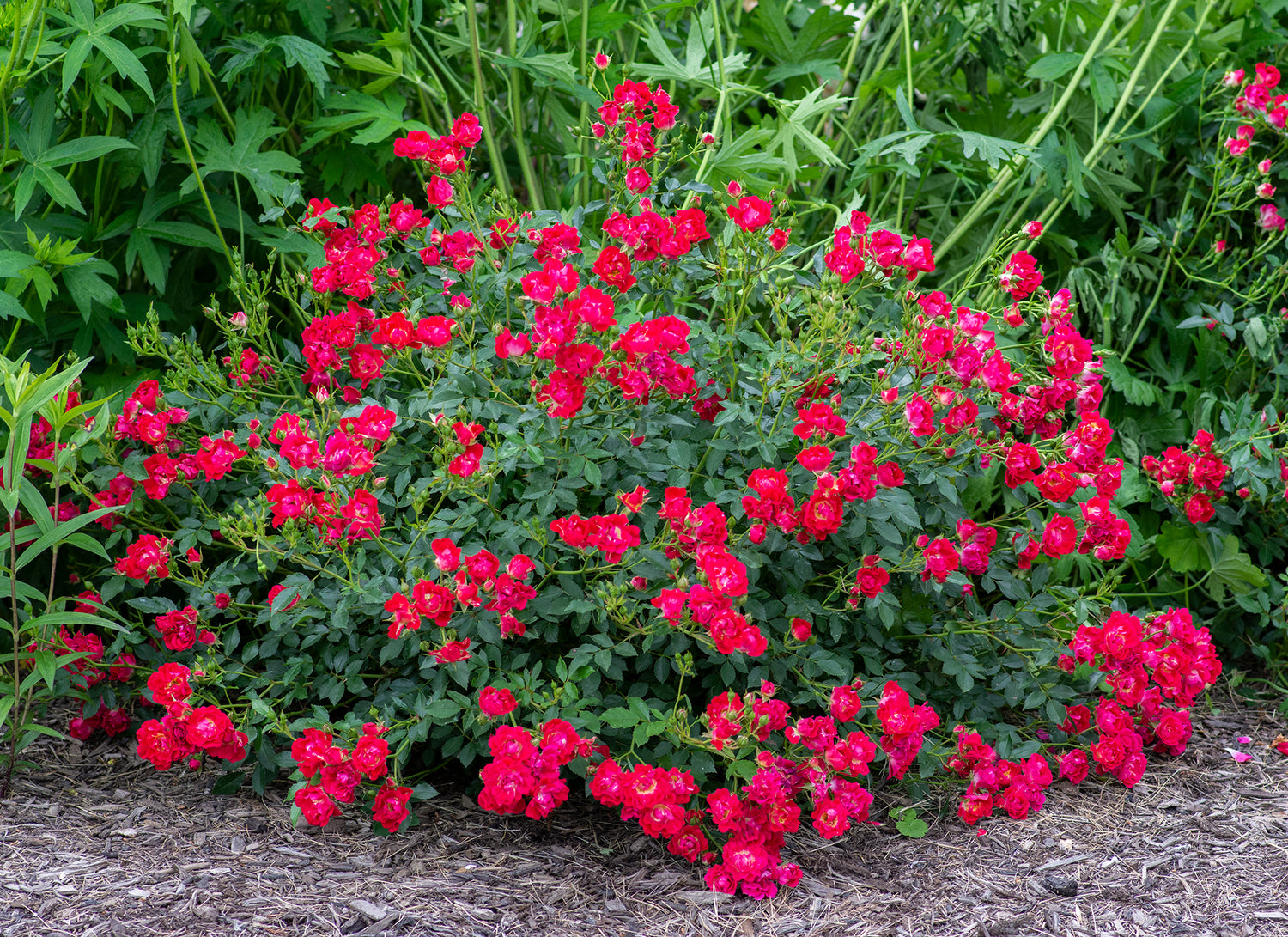 Image with text section