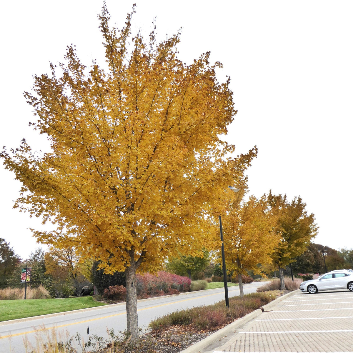 Acer miyabei 'Morton' ~ State Street™ Maple