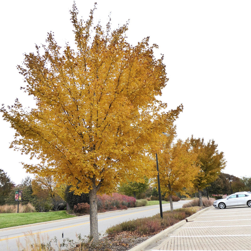 Acer miyabei 'Morton' ~ State Street™ Maple